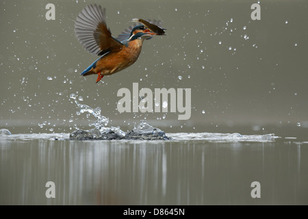 Flying kingfisher emerging after a dive Stock Photo