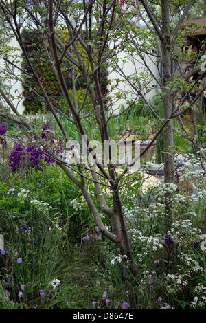 RBC Blue Water Roof Garden, Exhibitor: Royal Bank of Canada, Designer: Professor Nigel Dunnett and the Landscape Agency. Chelsea Flower Show 2013 Stock Photo