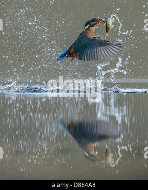 Diving kingfisher with a fish and with reflection in the water Stock Photo