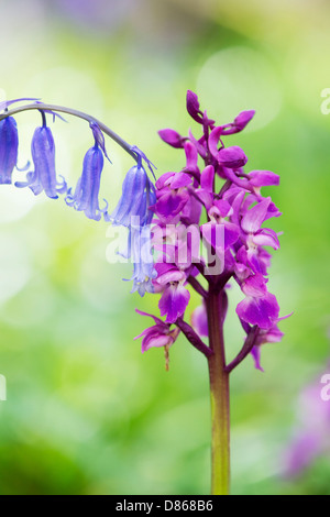 Orchis mascula . Early purple orchid and Bluebell in the English countryside Stock Photo