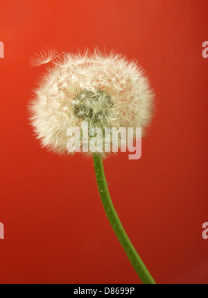 dandelion on red background Stock Photo