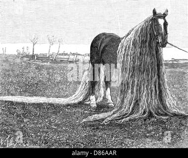 longest horse tail in the world