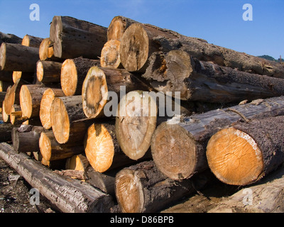 europe, romania, maramures, viseu de sus, tree trunks Stock Photo