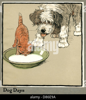 Rufus the cat drinks from a bowl, watched by a dog Stock Photo