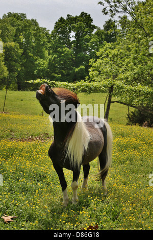 A miniature horse making a funny face. Stock Photo