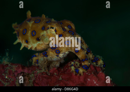 Blue-ring octopus (Hapalochlaena lunulata) In the Lembeh Straits of North Sulawesi, Indonesia Stock Photo