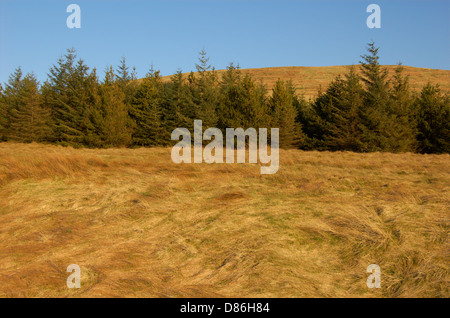 Wood behind the Campsie Fell in East Dunbartonshire, Scotland Stock Photo