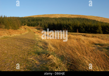 Wood behind the Campsie Fell in East Dunbartonshire, Scotland Stock Photo