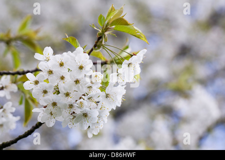 Prunus avium blossom. Wild cherry blossom. Stock Photo