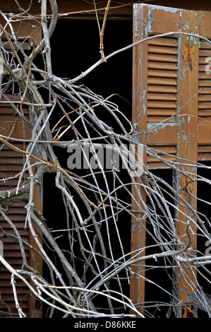 Overgrown tangled tree branches and broken window shutter of derelict house. Stock Photo