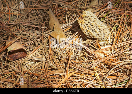 A yellow morel mushroom (Morchella esculenta or esculentoides) growing through pine needles in a back yard in Indiana Stock Photo