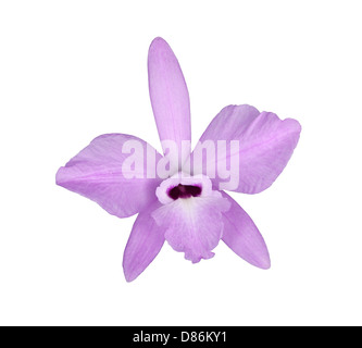 Single flower of the species orchid Laelia rubescens isolated against a white background Stock Photo