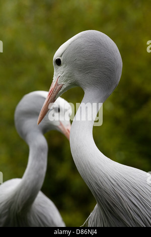 Paradise, Stanley or Blue Cranes (Anthropoides paradisea). Adult pair; male front. Southern South Africa. National bird. Stock Photo