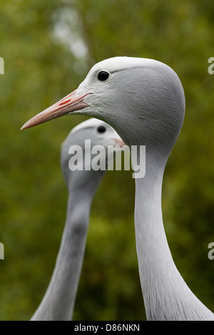 Paradise, Stanley or Blue Cranes (Anthropoides paradisea). Adult pair; male front. Southern South Africa. National bird. Stock Photo