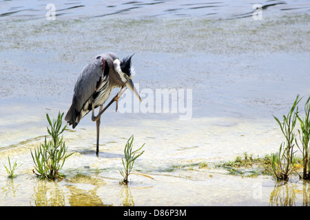 A Great Blue Heron stands on one leg while scratching its head on a sandbar in a coastal marsh. Stock Photo