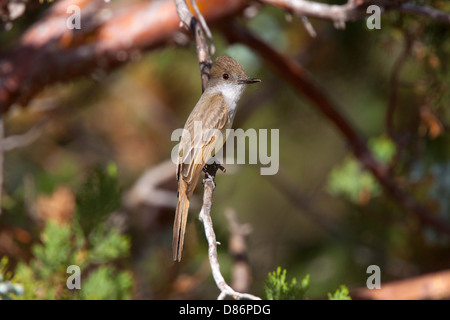 Dusky-capped Flycatcher Myiarchus tuberculifer Santa Rita Mountains, Santa Cruz County, Arizona, United States 16 May Adult Stock Photo