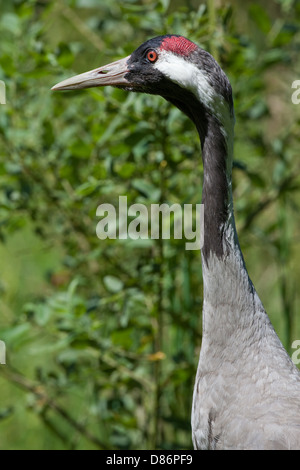 Lilford's Eurasian Crane (Grus grus lilfordi). Adult male. Eastern form of this species. Two forms probably intergrade. CLINE Stock Photo