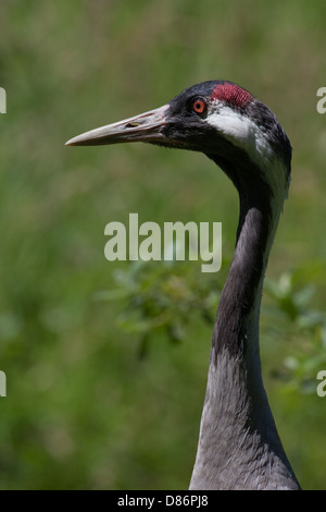 Lilford's Eurasian Crane Grus grus lilfordi Adult male. Eastern form of this species. Two forms probably intergrade across range Stock Photo