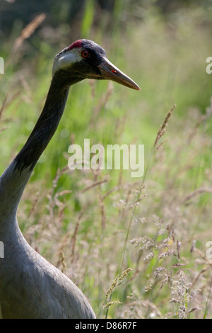 Eurasian or Common Crane (Grus grus). Amongst flowering grasses. Stock Photo