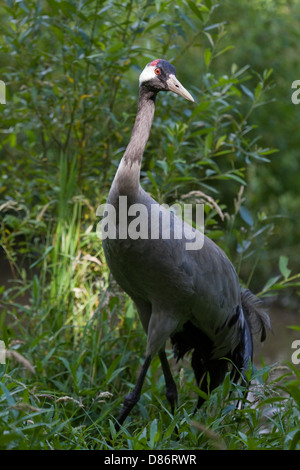 Eurasian or Common Crane (Grus grus). Approaching nest site. Stock Photo
