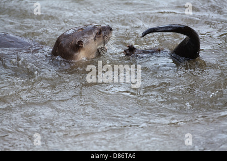 American River Otter Lontra (Lutra) canadensis. Playful adult in water. Stock Photo