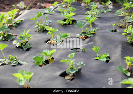 bed with strawberry covered with black cloth Stock Photo