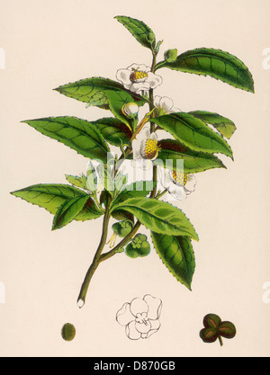 Tea Plant Camellia Sinensis 3 Stock Vector - Illustration of nature,  branch: 175099886
