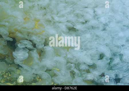 Large accumulation of jellyfish Aurelia (Aurelia aurita) in shallow water, Black sea, Yalta, Crimea, Ukraine, Eastern Europe Stock Photo