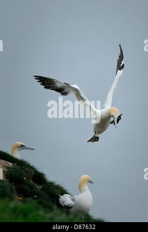 A northern gannet (Morus bassanus, Sula bassana) struggles to land in strong winds. Stock Photo