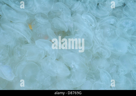 Large accumulation of jellyfish Aurelia (Aurelia aurita) in shallow water, Black sea, Yalta, Crimea, Ukraine, Eastern Europe Stock Photo