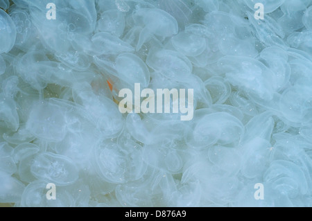 Large accumulation of jellyfish Aurelia (Aurelia aurita) in shallow water, Black sea, Yalta, Crimea, Ukraine, Eastern Europe Stock Photo