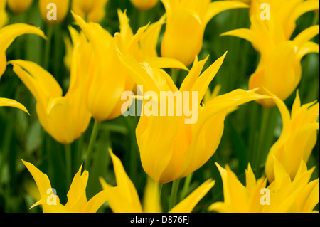 Field of Yellow Tulips Stock Photo