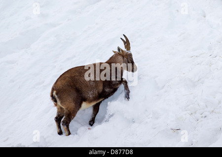 Alpine ibex (Capra ibex) female looking for food by scratching snow away on mountain slope in winter in the Alps Stock Photo