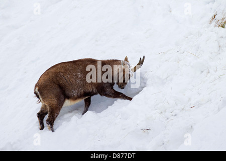 Alpine ibex (Capra ibex) female looking for food by scratching snow away on mountain slope in winter in the Alps Stock Photo