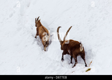 Alpine ibex (Capra ibex) male following female in heat on mountain slope in deep snow in winter during the rutting season Stock Photo