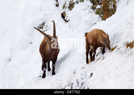 Alpine ibex (Capra ibex) male following female in heat on mountain slope in deep snow in winter during the rutting season Stock Photo