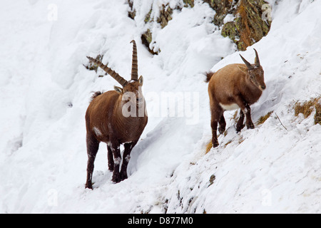 Alpine ibex (Capra ibex) male following female in heat on mountain slope in deep snow in winter during the rutting season Stock Photo