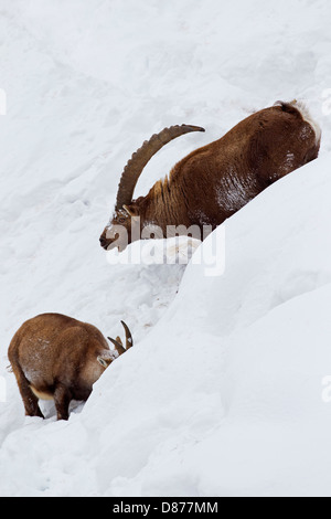 Alpine ibex (Capra ibex) male following female in heat on mountain slope in deep snow in winter during the rutting season Stock Photo