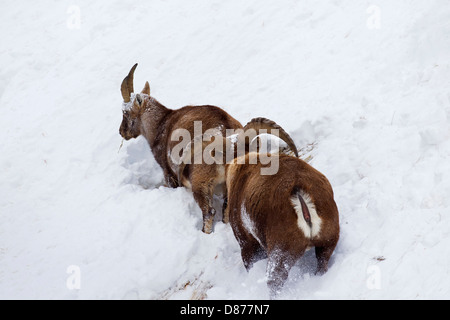 Alpine ibex (Capra ibex) male following female in heat on mountain slope in deep snow in winter during the rutting season Stock Photo