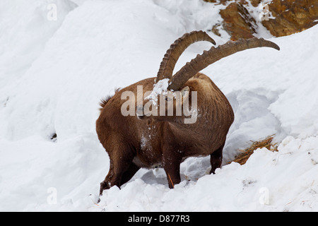 Alpine ibex (Capra ibex) male with large horns looking for food on mountain slope in the snow in winter in the Alps Stock Photo