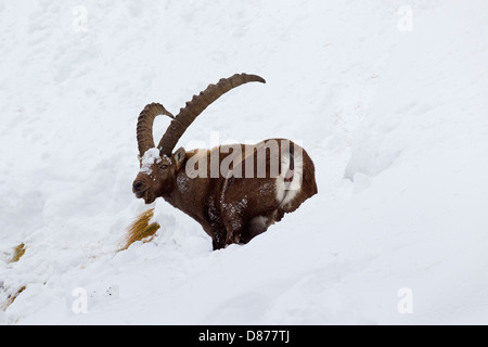 Alpine ibex (Capra ibex) male with large horns looking for food on mountain slope in the snow in winter in the Alps Stock Photo