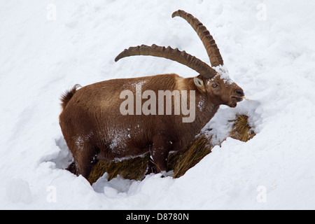 Alpine ibex (Capra ibex) male with large horns eating grass on mountain slope in the snow in winter in the Alps Stock Photo