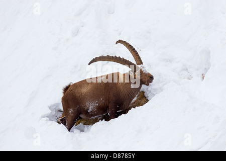 Alpine ibex (Capra ibex) buck with large horns looking for food on mountain slope in the snow in winter in the Alps Stock Photo