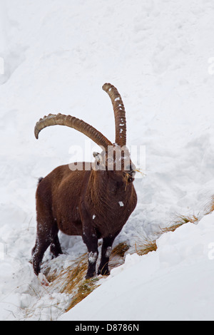 Alpine ibex (Capra ibex) buck with large horns eating grass on mountain slope in the snow in winter in the Alps Stock Photo