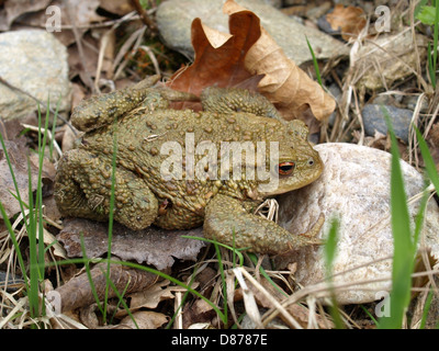 Common toad, European toad / Bufo bufo-Komplex / Erdkröte Stock Photo