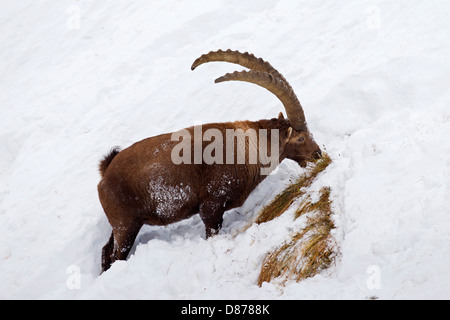 Alpine ibex (Capra ibex) male with large horns eating grass on mountain slope in the snow in winter in the Alps Stock Photo