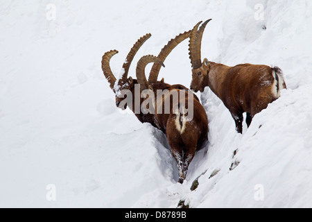 Three Alpine ibex (Capra ibex) males with large horns slogging through deep snow on mountain slope in winter in the Alps Stock Photo