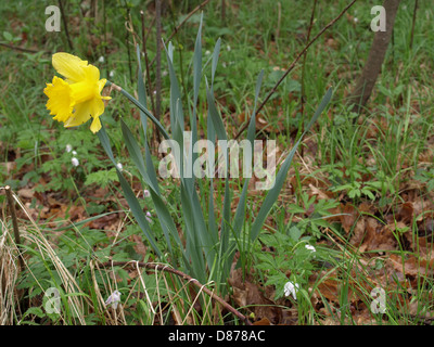 wild daffodil, Lent lily / Narcissus pseudonarcissus / Gelbe Narzisse, Osterglocke Stock Photo