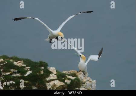 Pair of Northern Gannets (Sula bassana; Morus bassanus); one is coming in to land on a cliff top, the other is displaying. Stock Photo