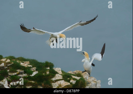 A pair of northern gannets (Morus bassanus; Sula bassana) on a cliff top; one is calling to the other as it comes in to land. Stock Photo